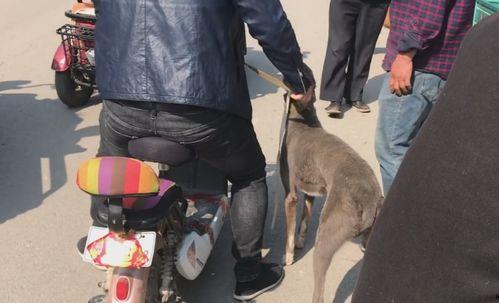 狗哥爆料新鞋视频播放,新鞋视频播放,潮流新品抢先看! 第3张 狗哥爆料新鞋视频播放,新鞋视频播放,潮流新品抢先看! 第3张